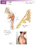 Sobotta Atlas of Human Anatomy  Head,Neck,Upper Limb Volume1 2006, page 229